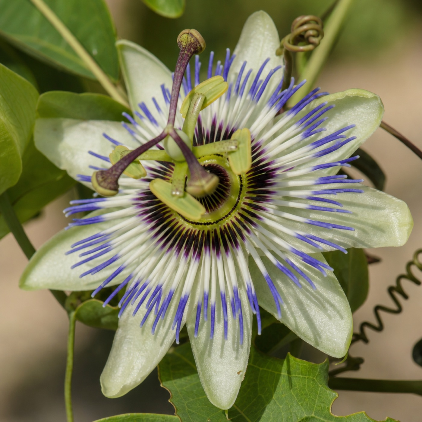 Floare de passiflora, albă, cu coroană de filamente albastre și violet